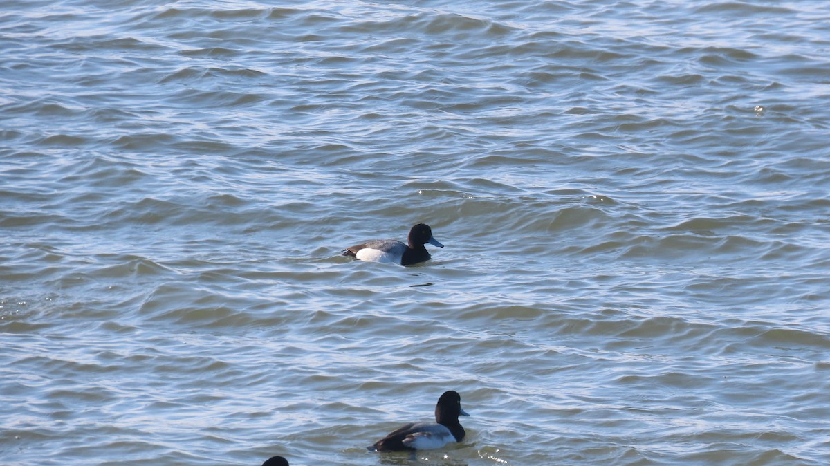 Lesser Scaup - ML629015221