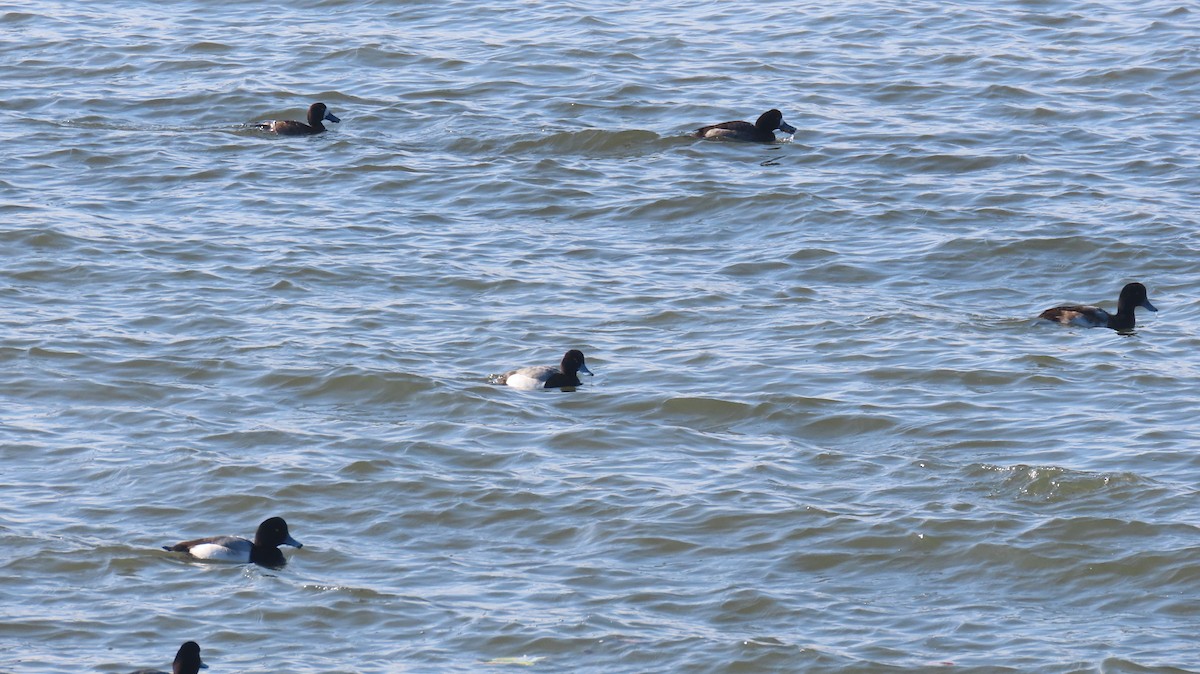 Lesser Scaup - ML629015234