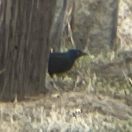 Common Grackle - ML629015811