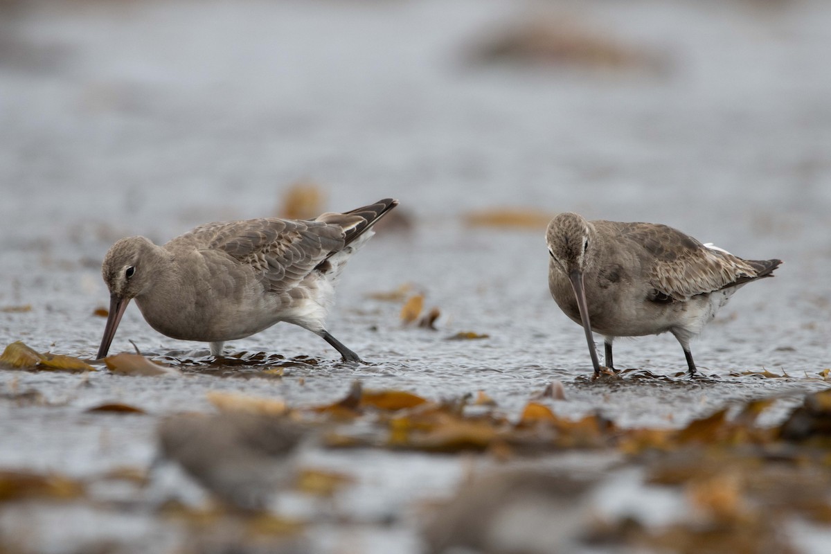 Hudsonian Godwit - ML629016174