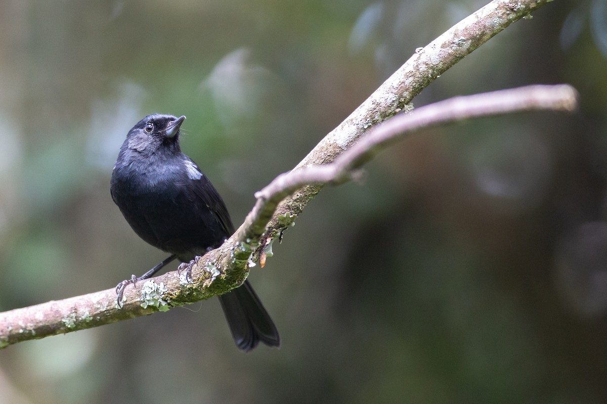 Black Flowerpiercer - ML629016262