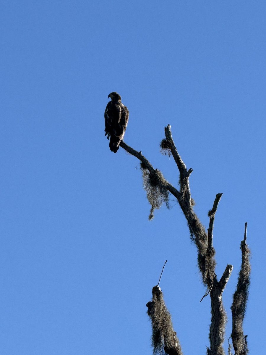Bald Eagle - ML629016382