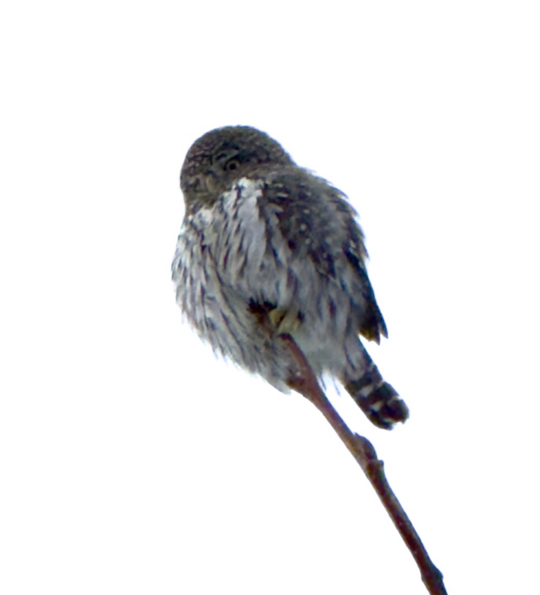 Northern Pygmy-Owl - ML629016633