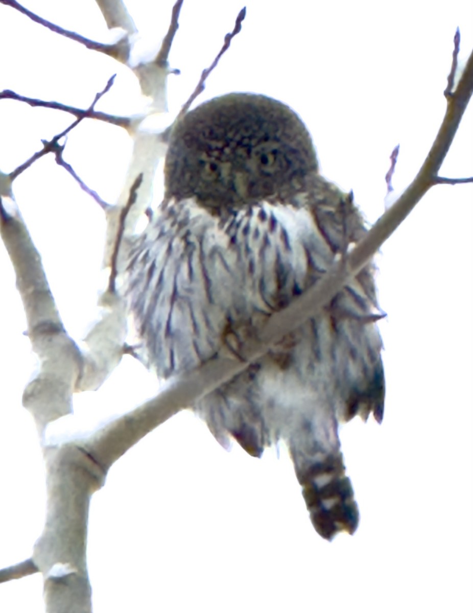 Northern Pygmy-Owl - ML629016634