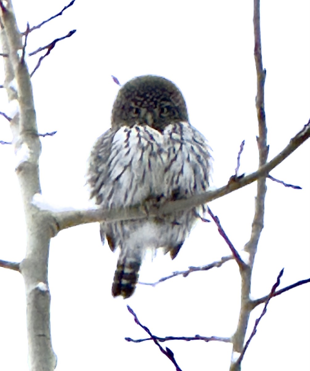 Northern Pygmy-Owl - ML629016635