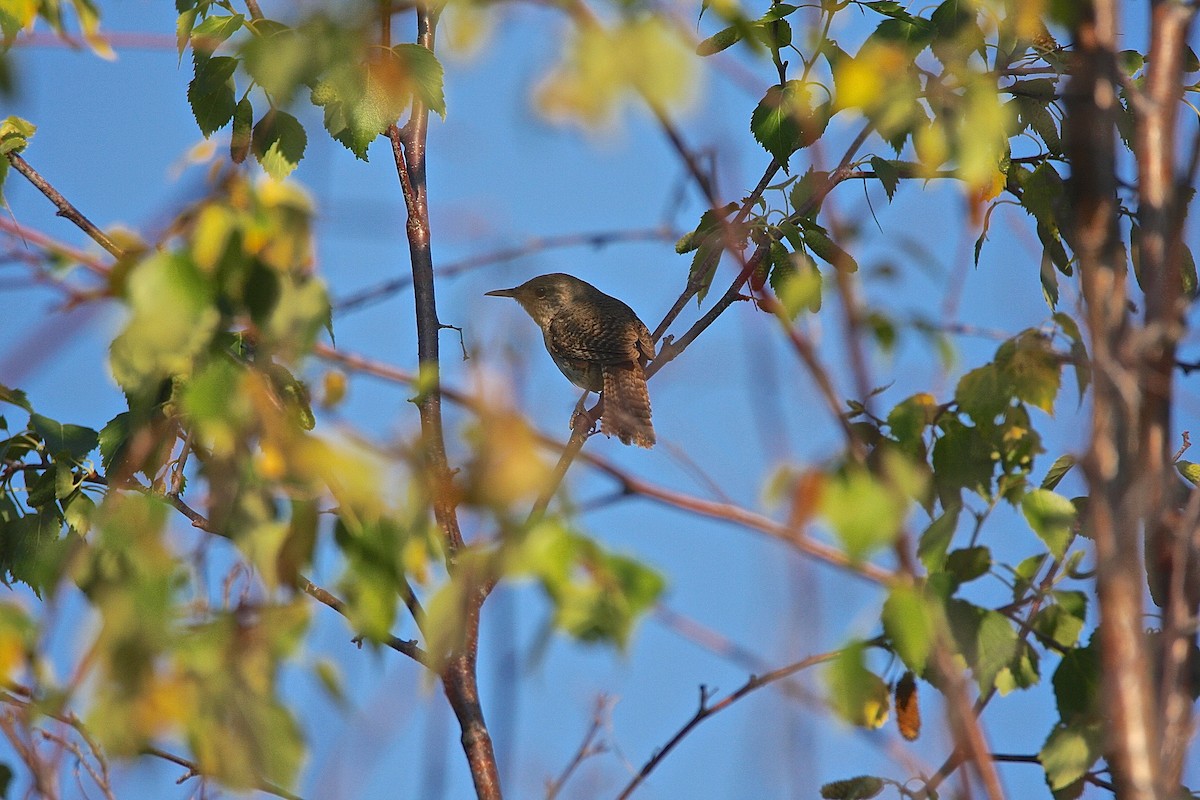 House Wren - Bob Bidney