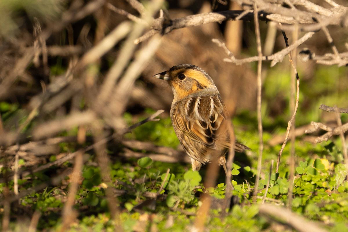 Nelson's Sparrow - ML629017091