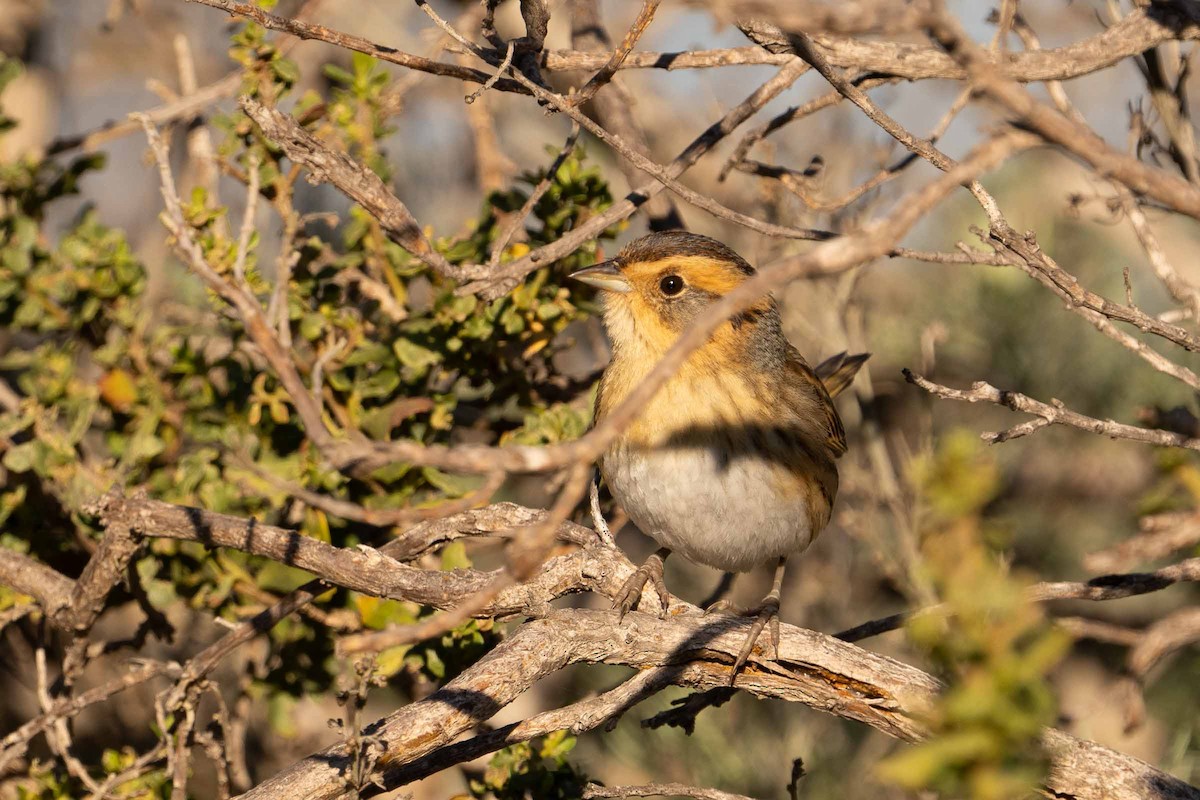 Nelson's Sparrow - ML629017092