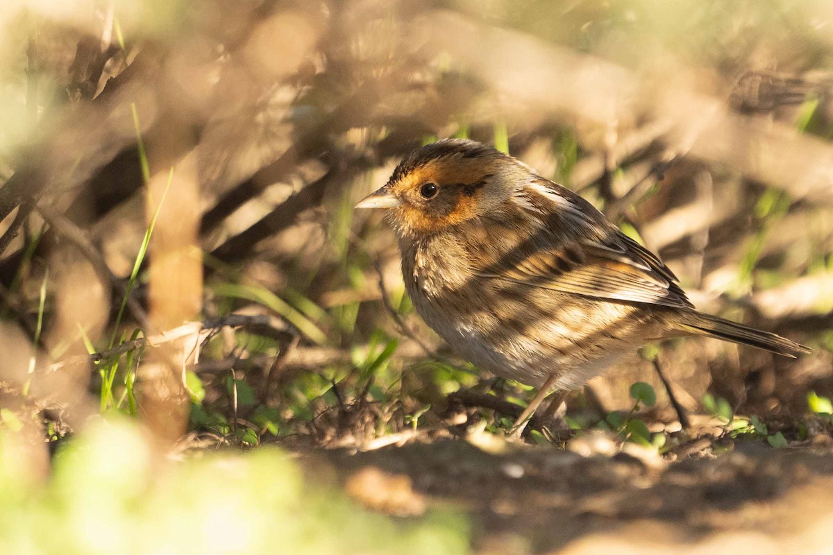 Nelson's Sparrow - ML629017093