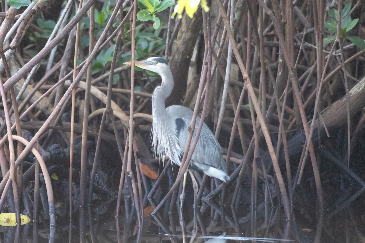 Great Blue Heron - ML629017330