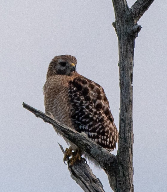 Red-shouldered Hawk - ML629017346