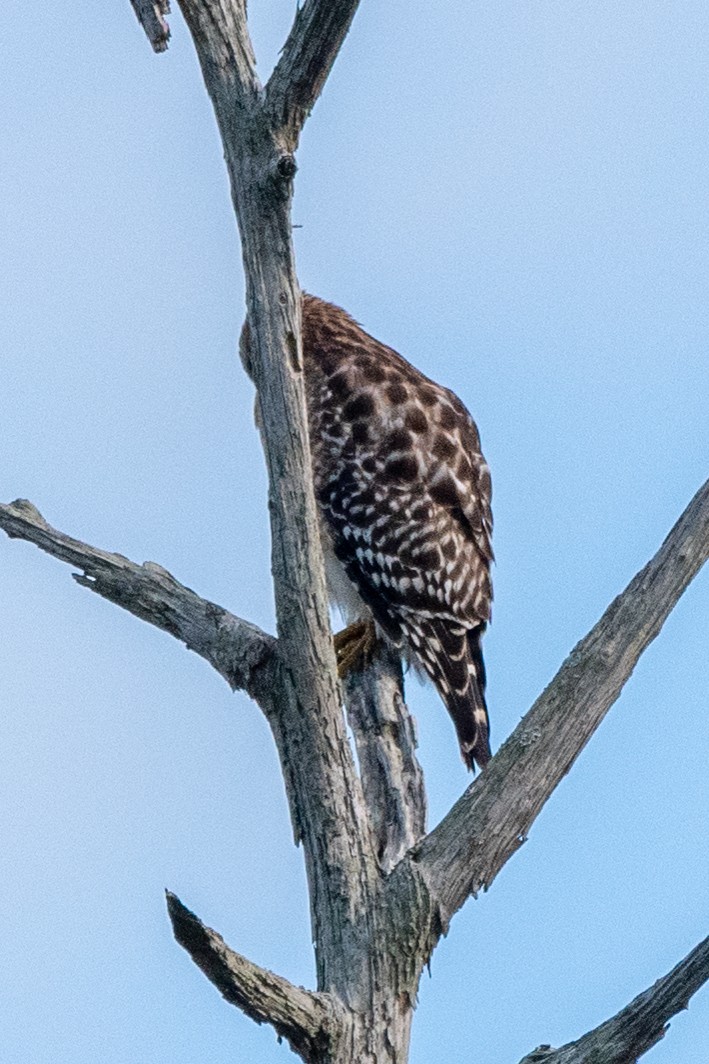 Red-shouldered Hawk - ML629017347