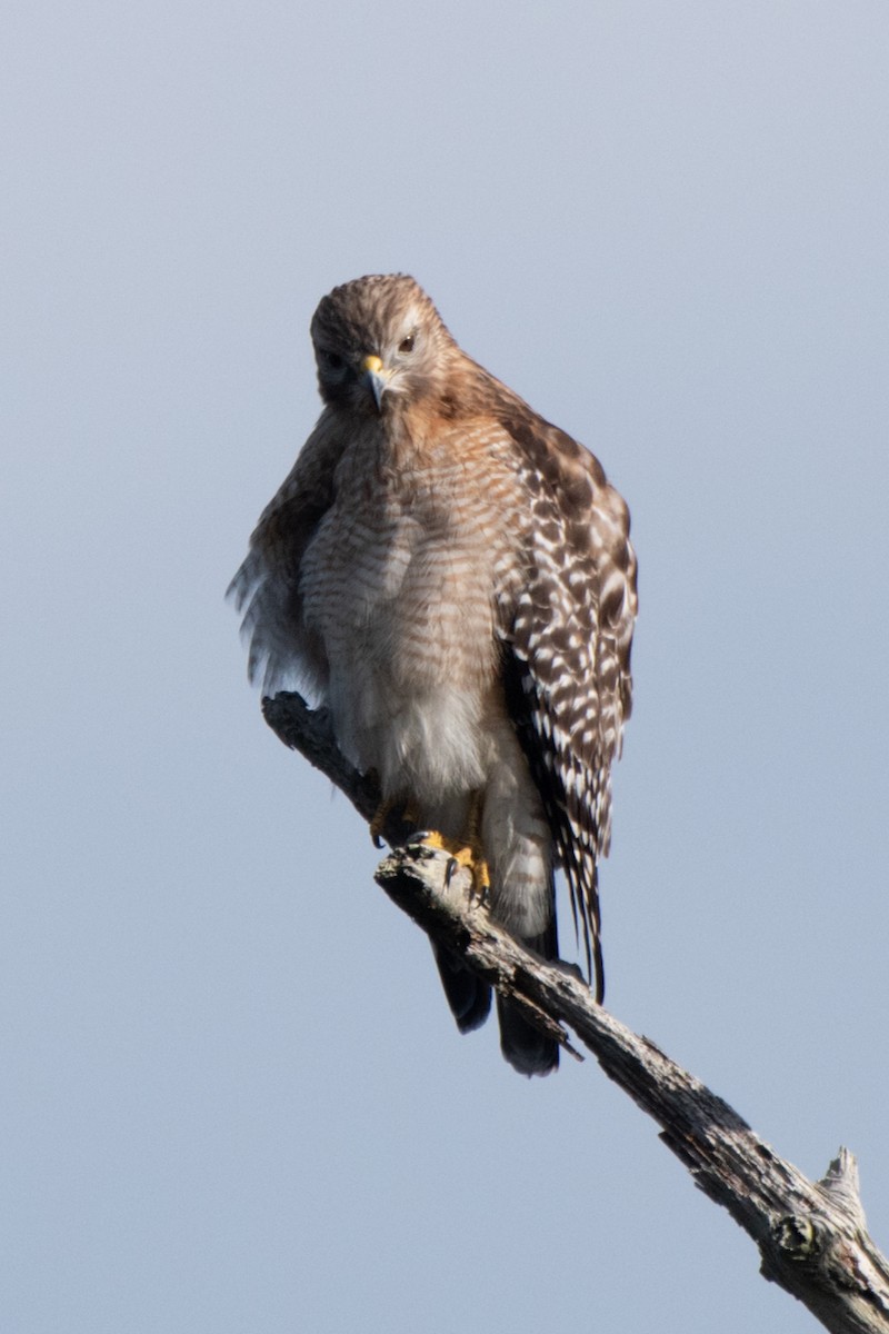 Red-shouldered Hawk - ML629017348