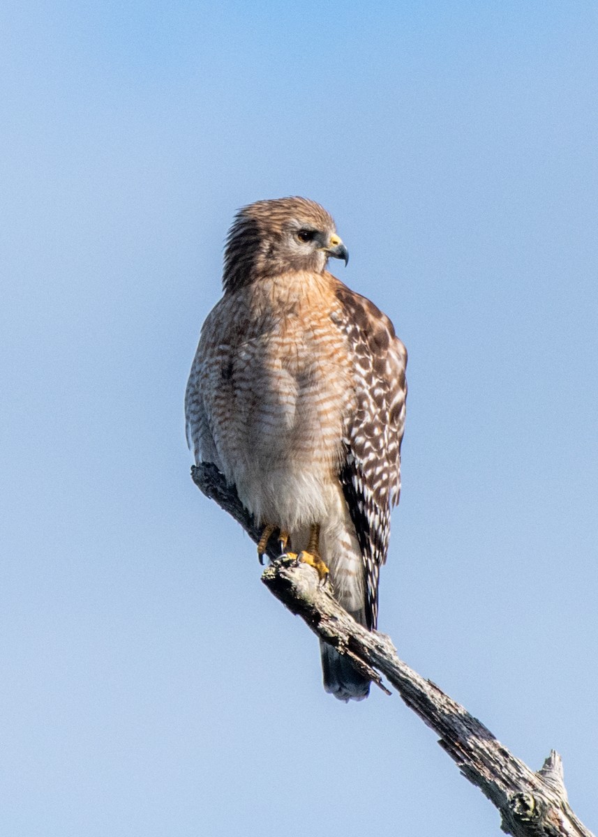 Red-shouldered Hawk - ML629017349