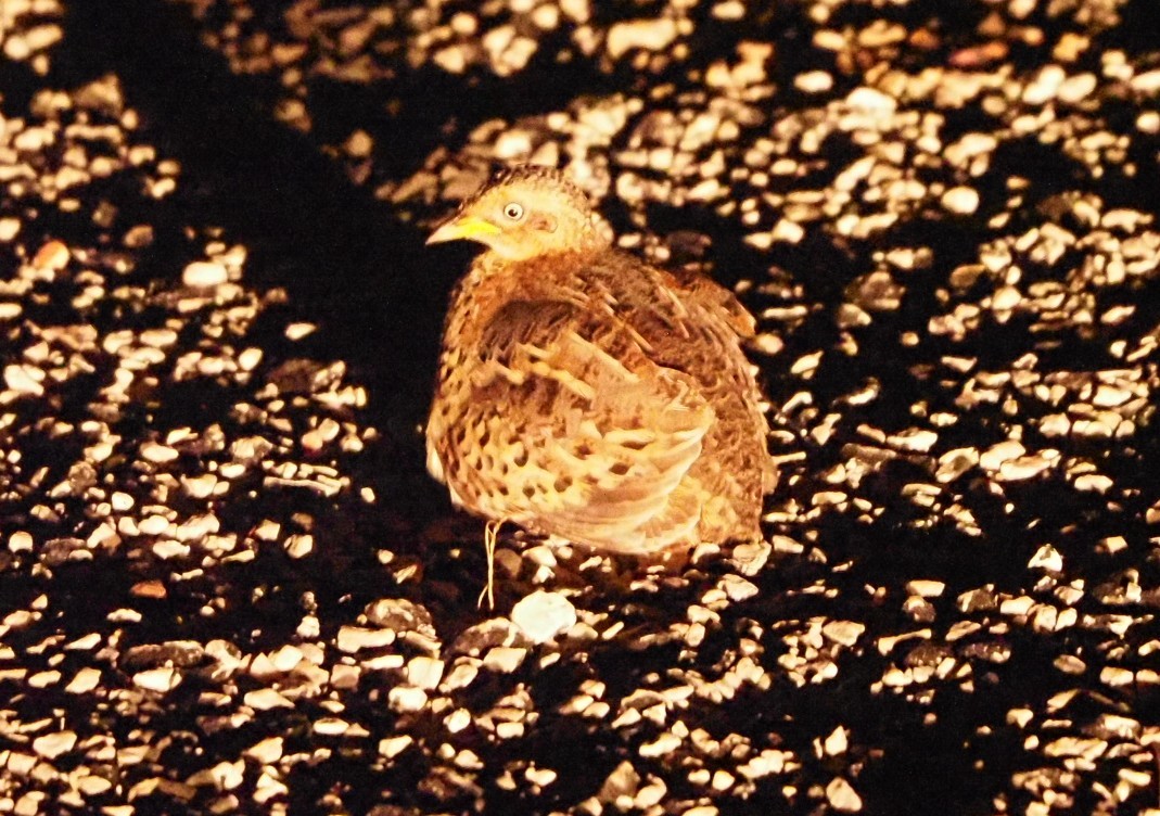 Red-backed Buttonquail - ML629017357