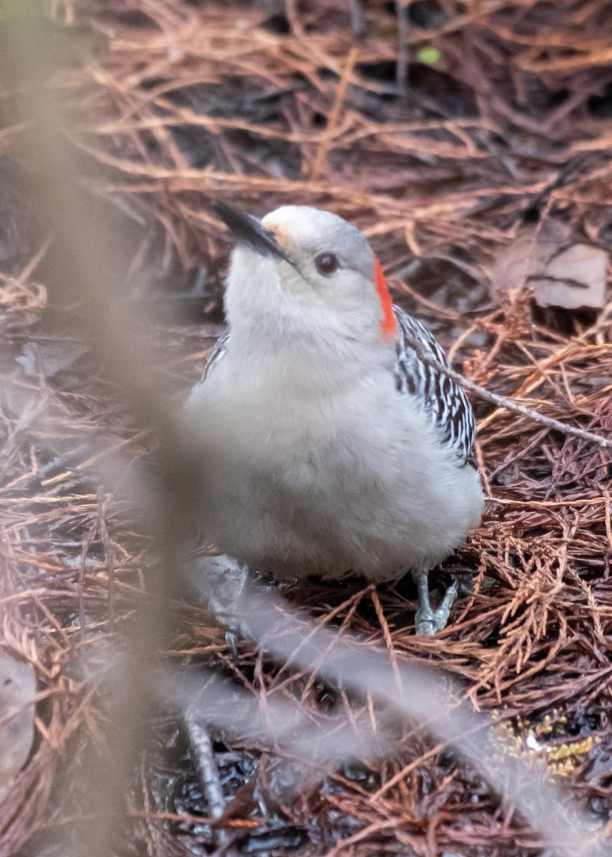 Red-bellied Woodpecker - ML629017363