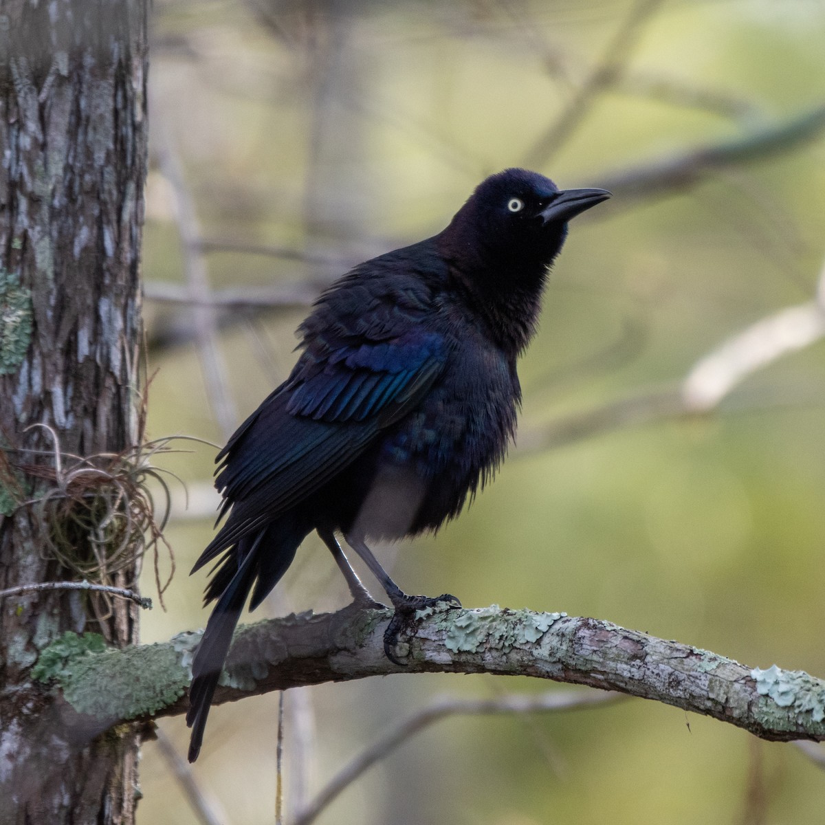 Boat-tailed Grackle - ML629017390