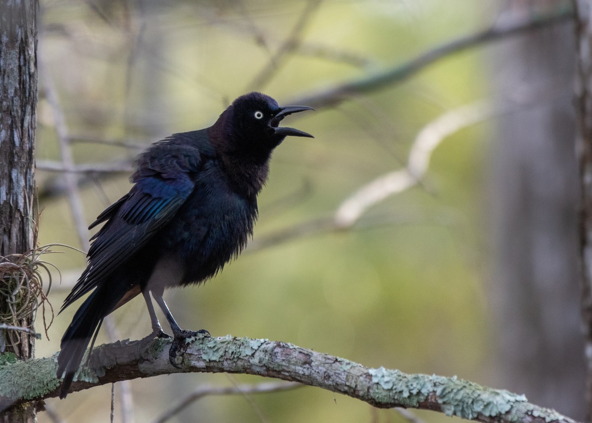 Boat-tailed Grackle - ML629017395