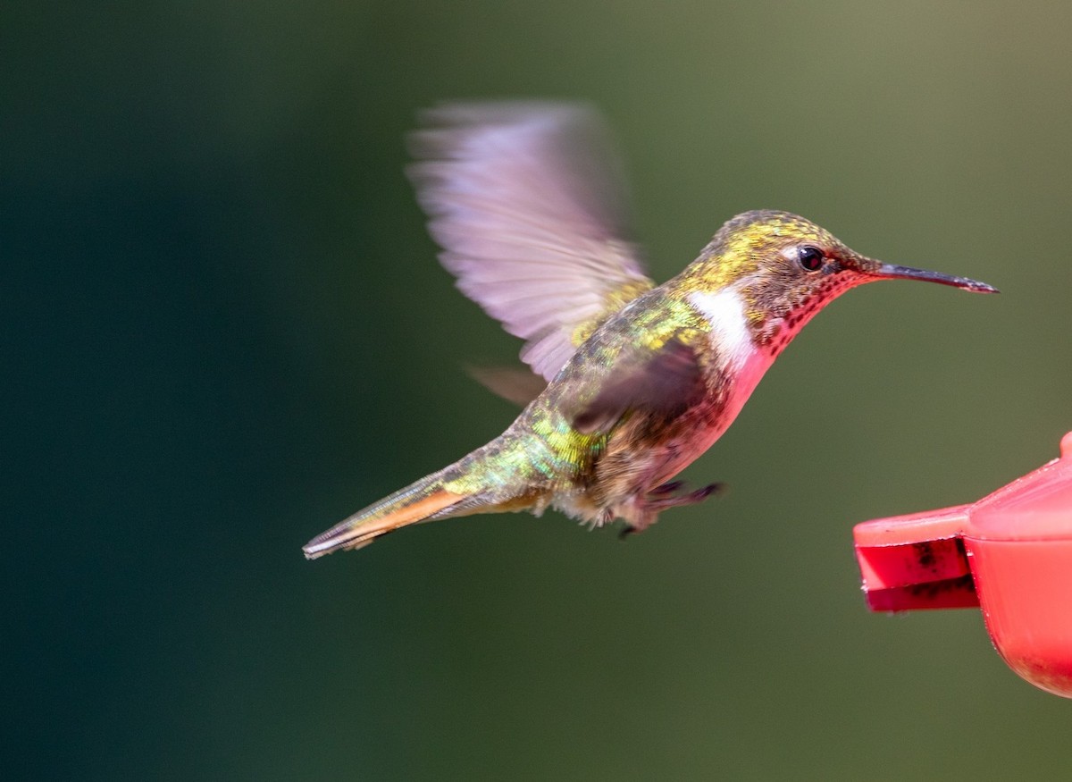 Volcano Hummingbird - ML629017402