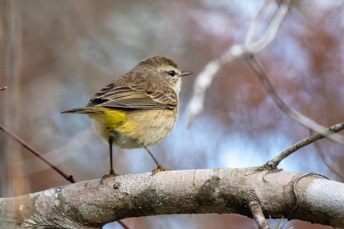 Yellow-rumped Warbler - ML629017424