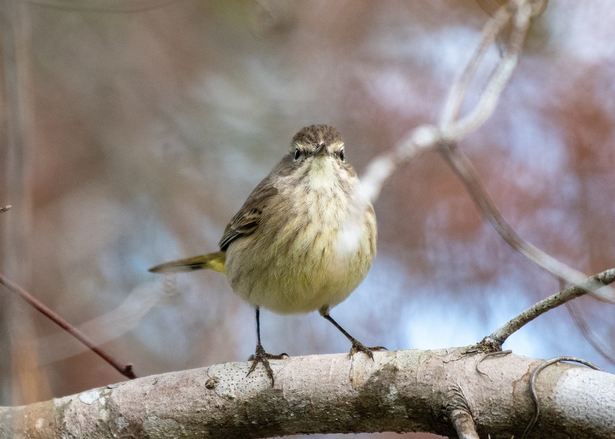 Yellow-rumped Warbler - ML629017425