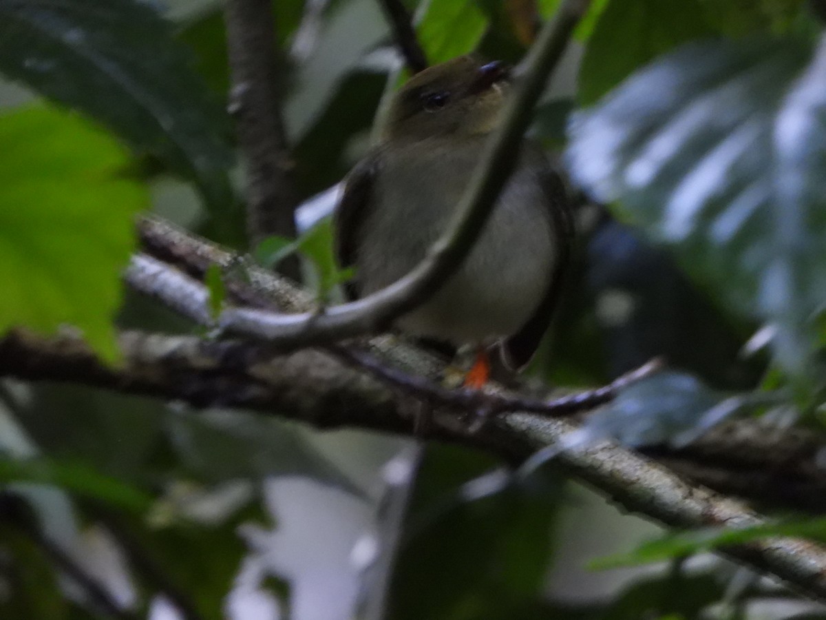 Long-tailed Manakin - ML629017456