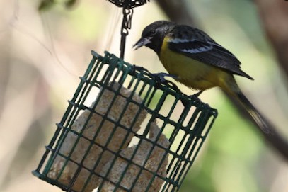 Oriole jaune-verdâtre - ML629017473