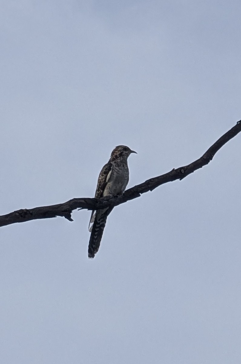 Pallid Cuckoo - ML629017503