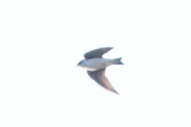 Tree Swallow - ML629017512