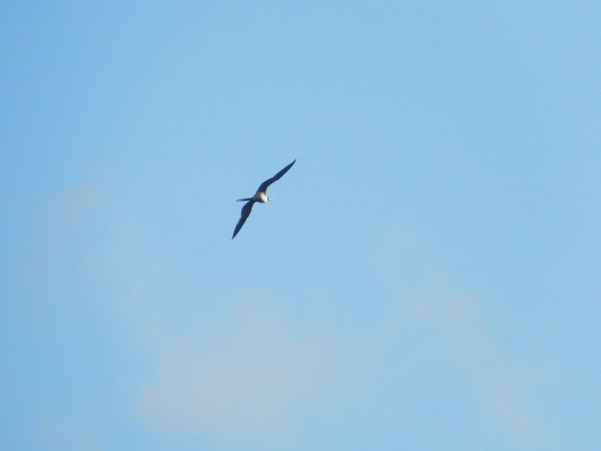 Magnificent Frigatebird - ML629017540