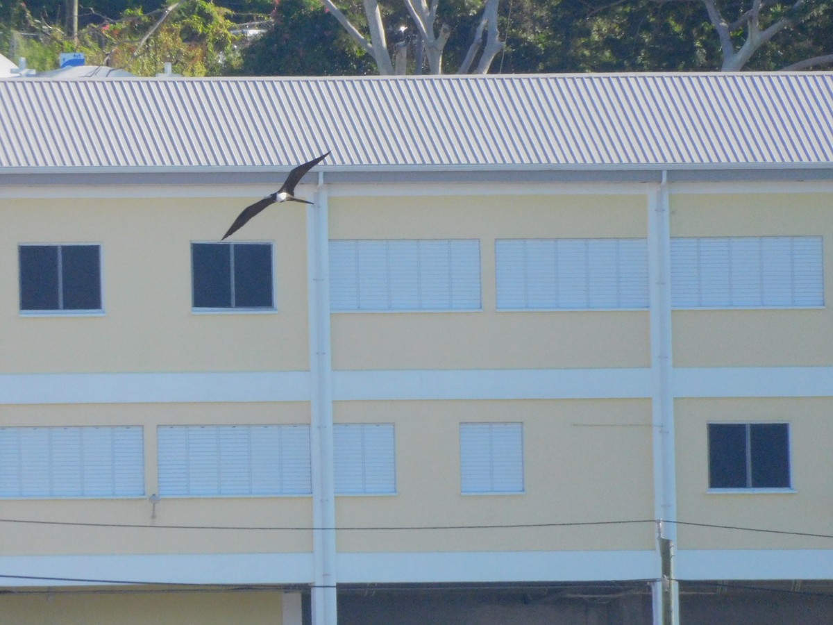 Magnificent Frigatebird - ML629017541