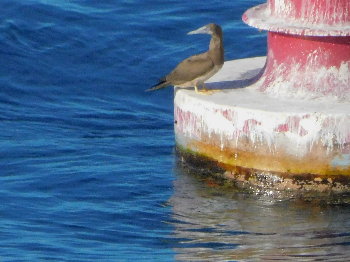 Brown Booby - ML629017561