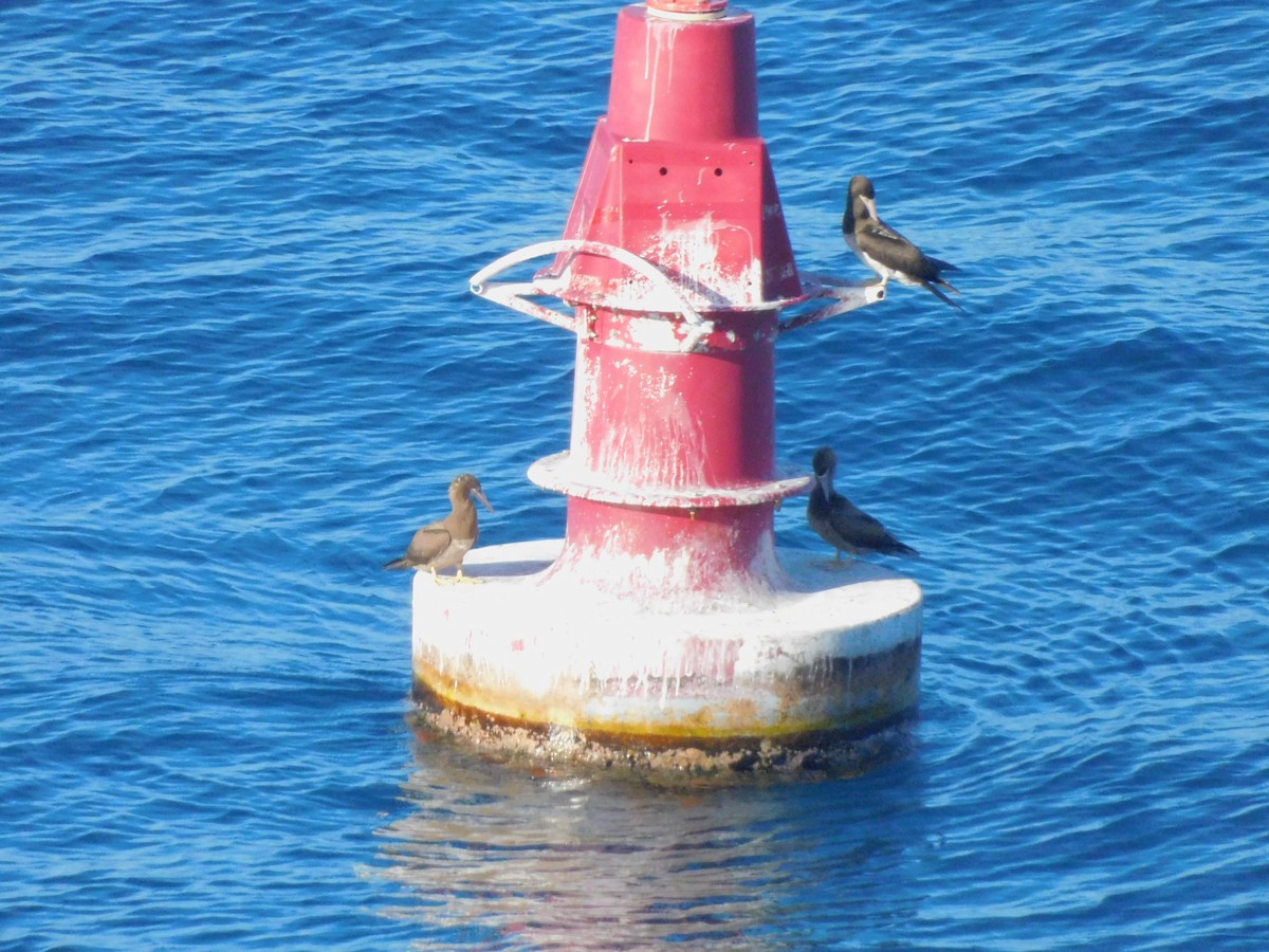 Brown Booby - ML629017562