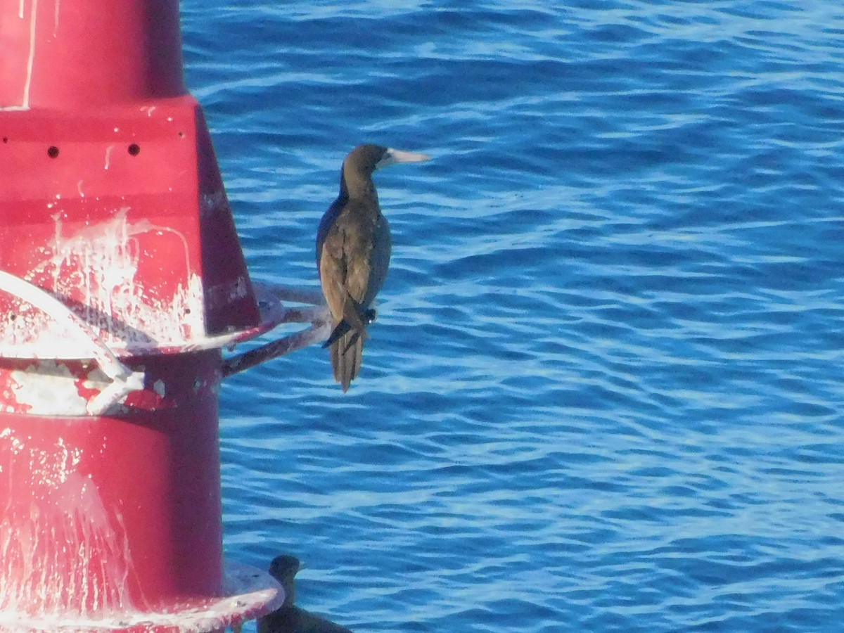 Brown Booby - ML629017563