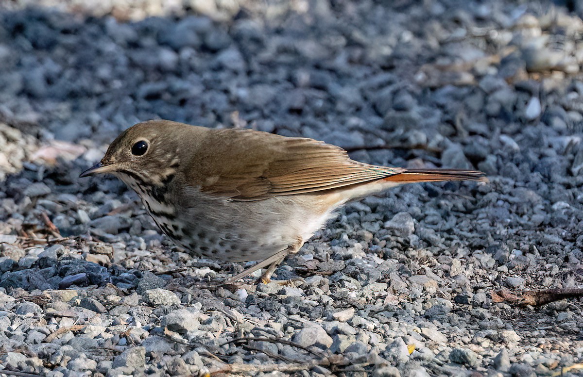 Hermit Thrush - ML629017675