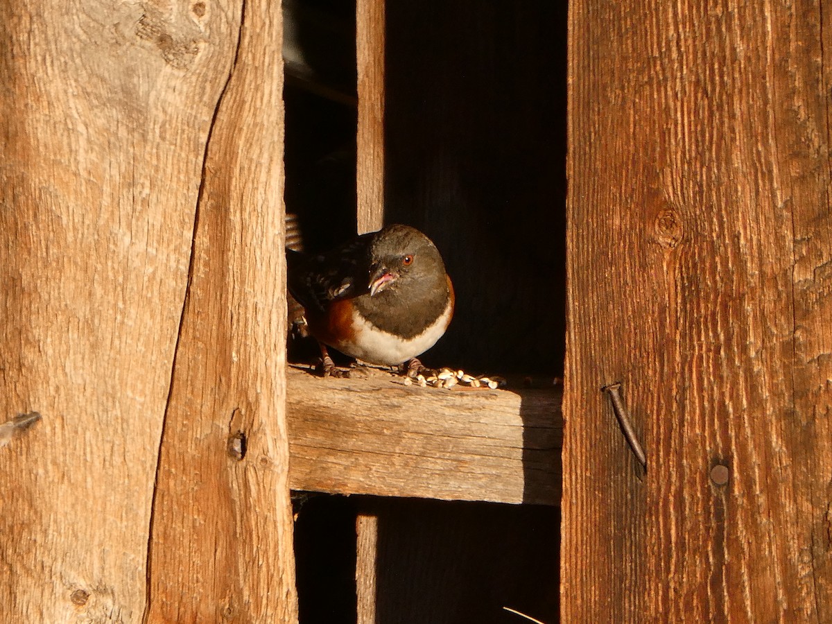 Spotted Towhee - ML629017719