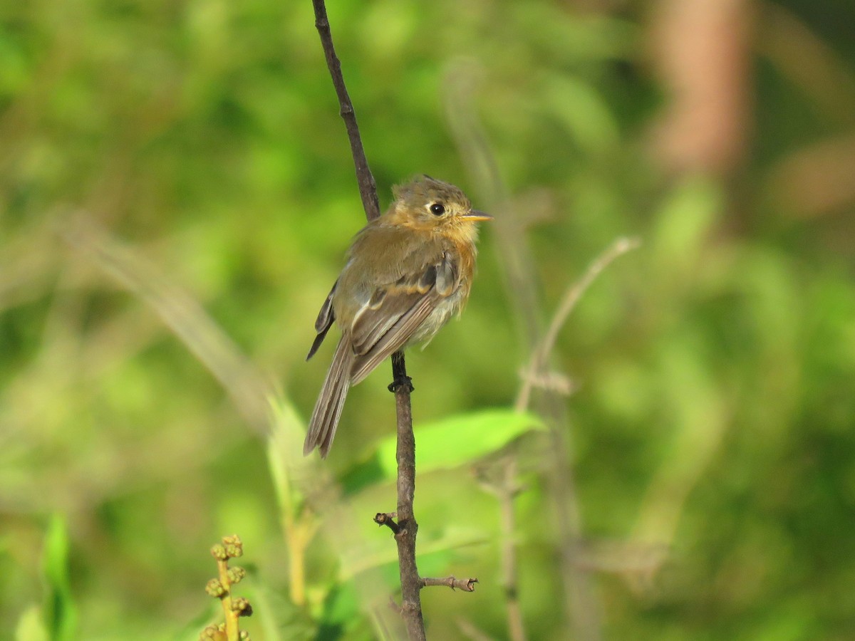 Buff-breasted Flycatcher - ML62901791