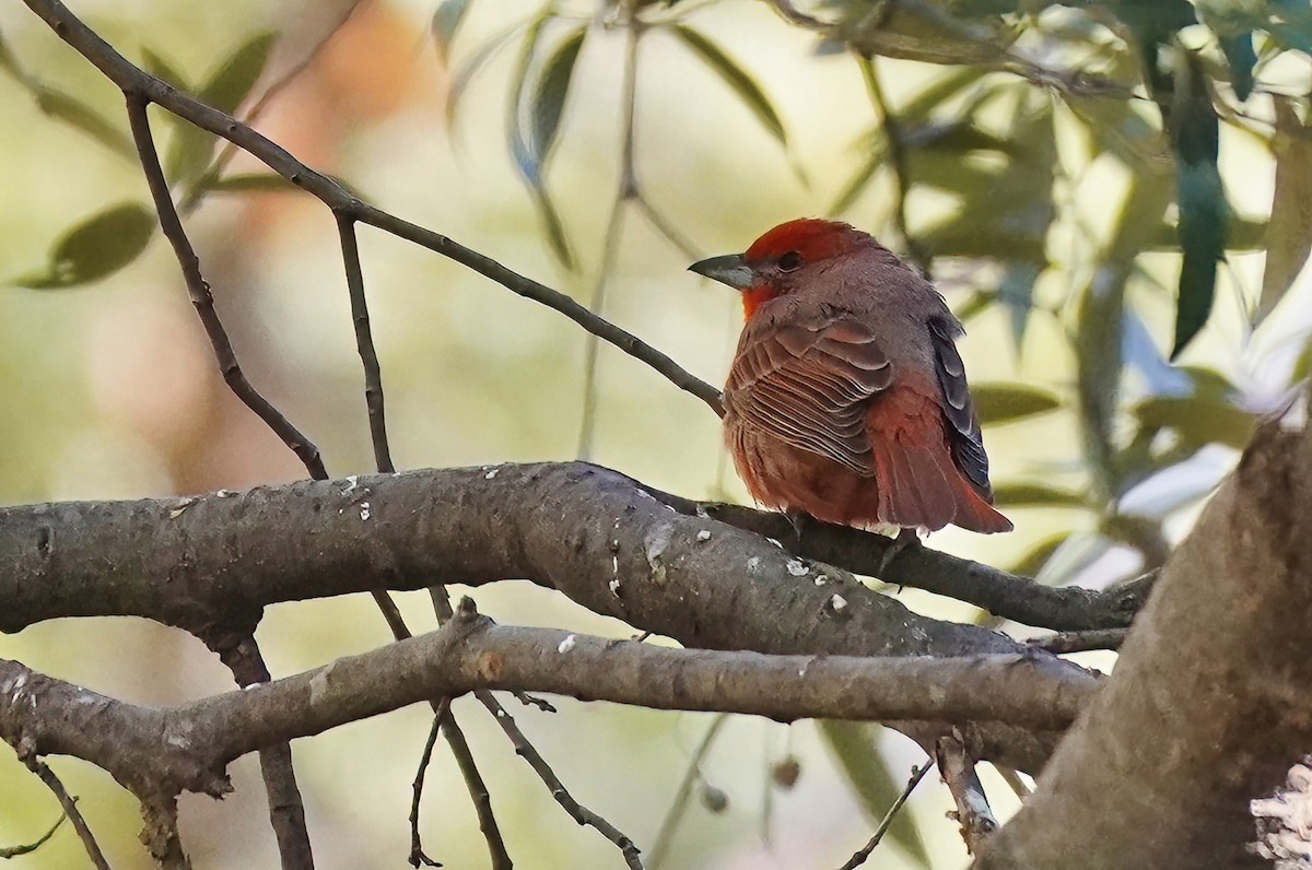 Hepatic Tanager - ML629018231