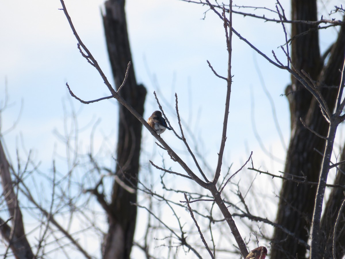 Eastern Bluebird - ML629018360