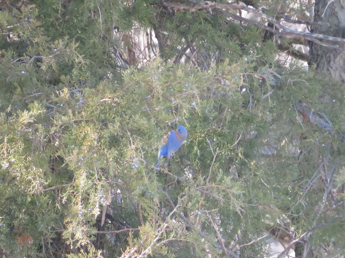 Eastern Bluebird - ML629018362