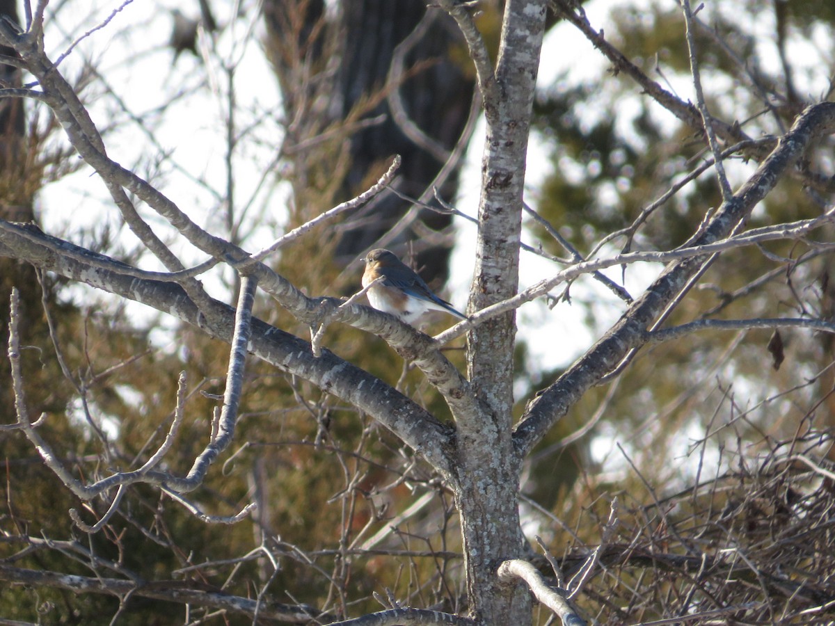 Eastern Bluebird - ML629018363