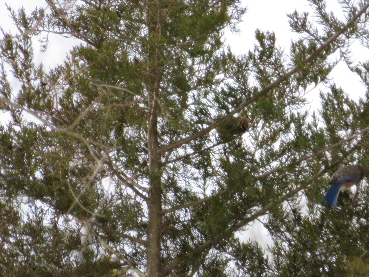 Eastern Bluebird - ML629018364