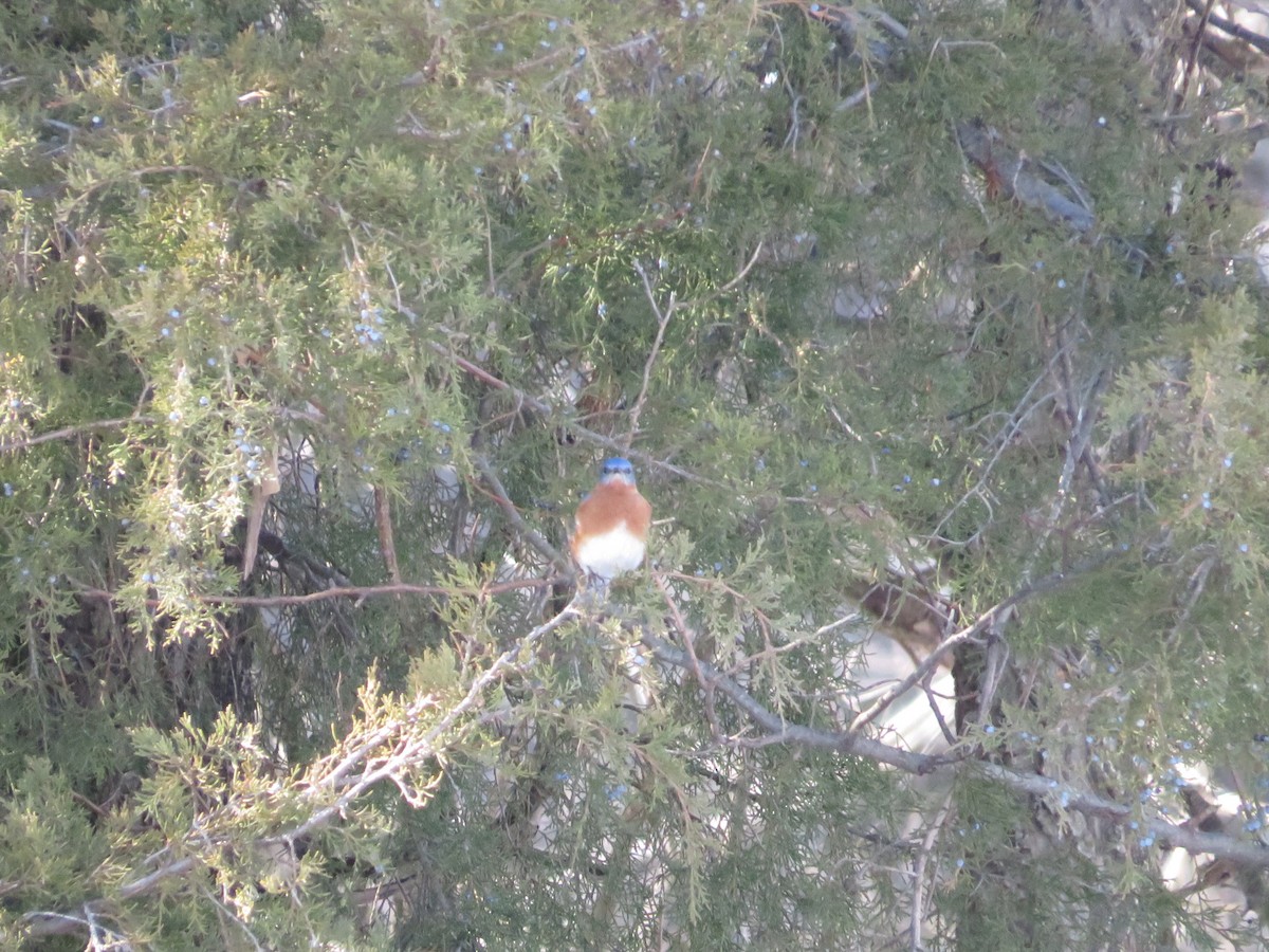 Eastern Bluebird - ML629018365