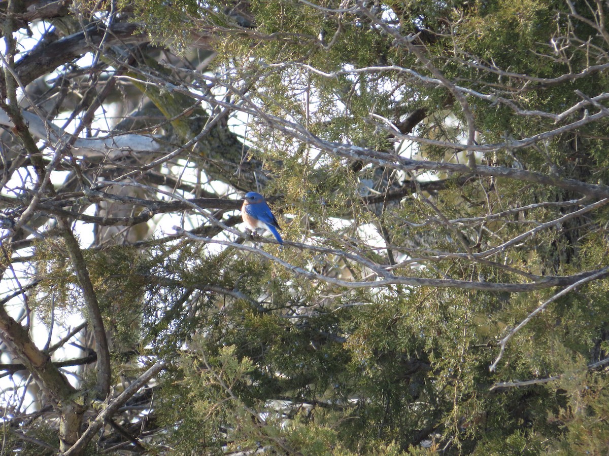 Eastern Bluebird - ML629018367