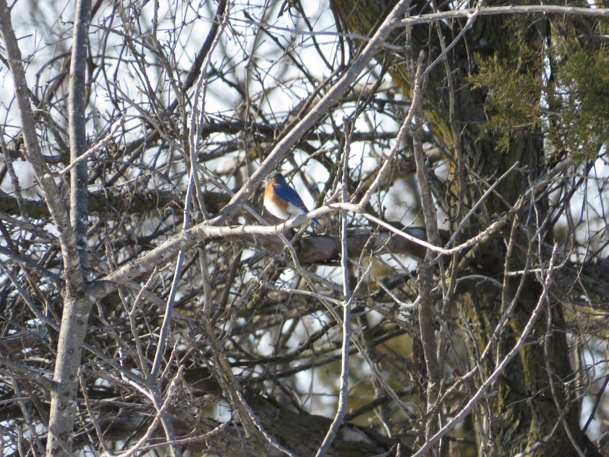 Eastern Bluebird - ML629018368