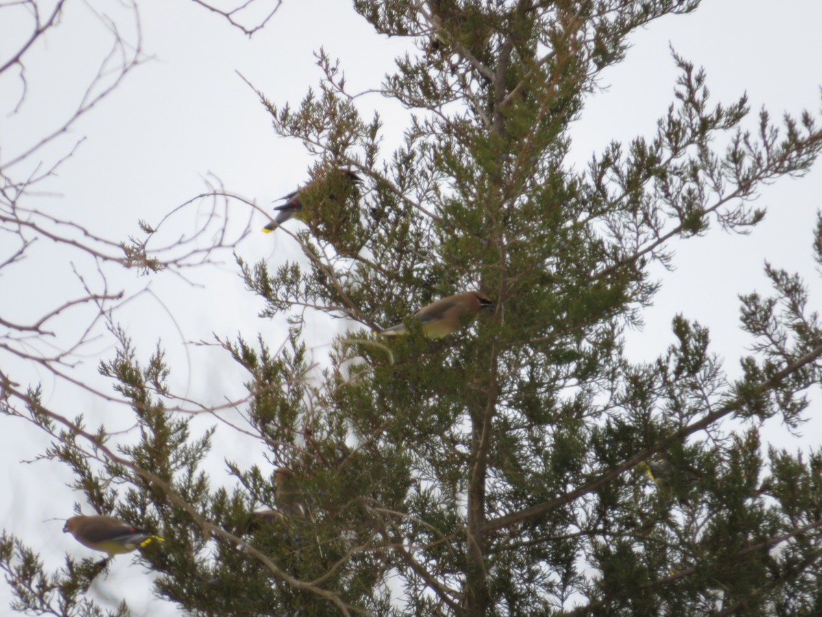 Cedar Waxwing - ML629018450