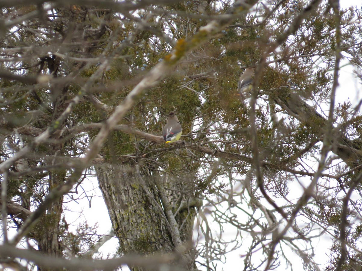 Cedar Waxwing - ML629018451