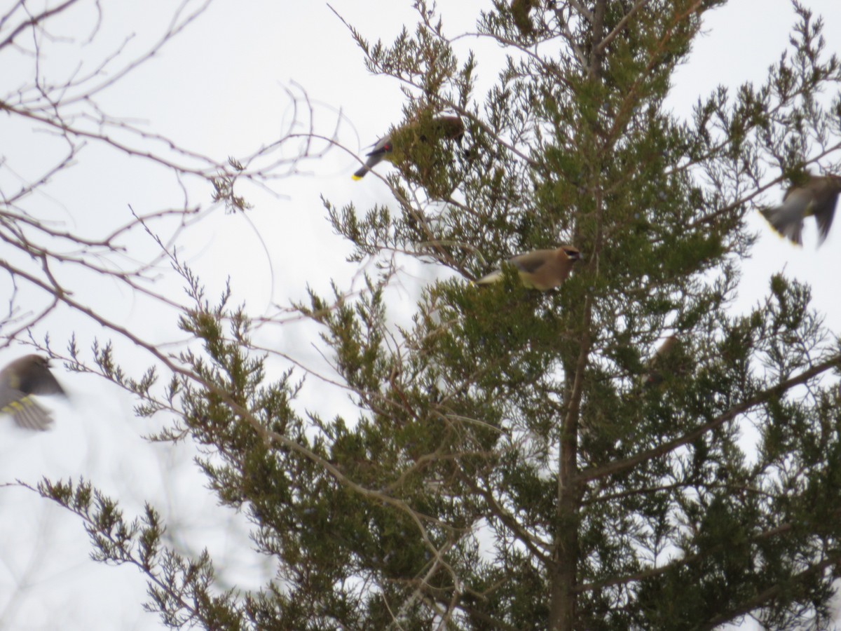 Cedar Waxwing - ML629018452