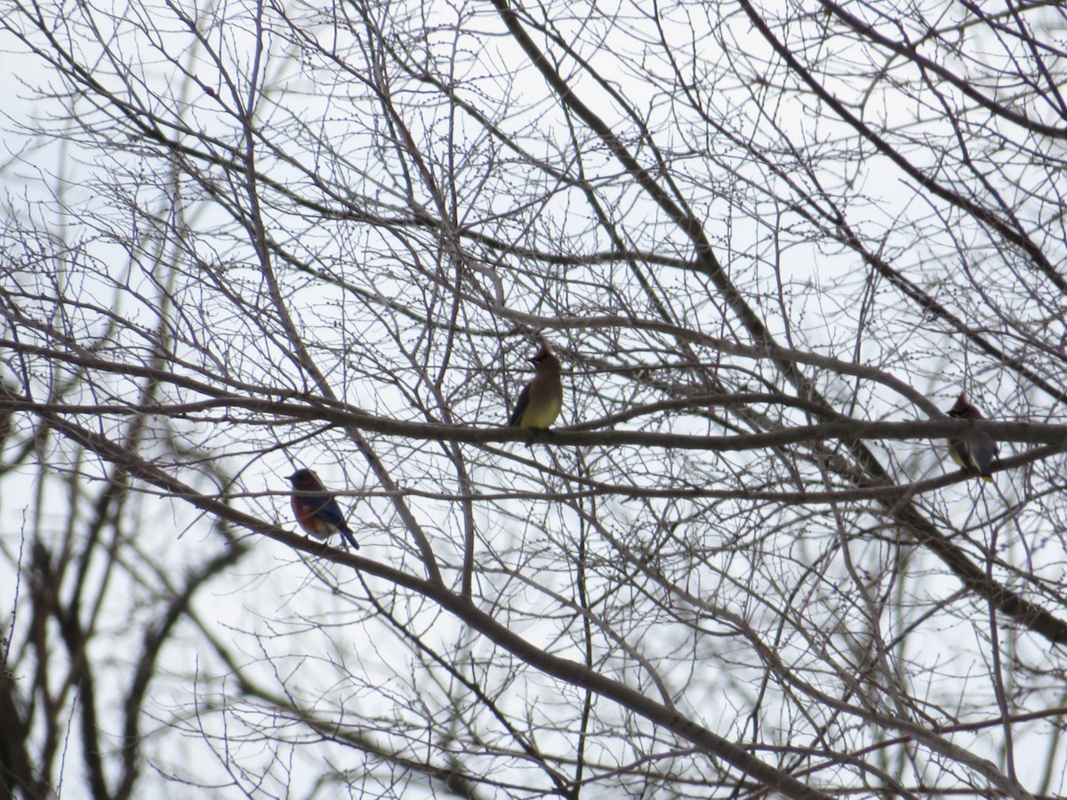 Cedar Waxwing - ML629018453