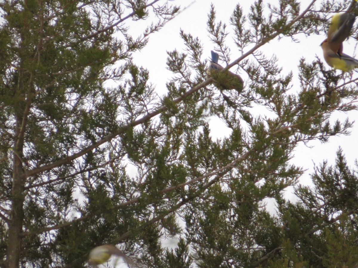 Cedar Waxwing - ML629018454